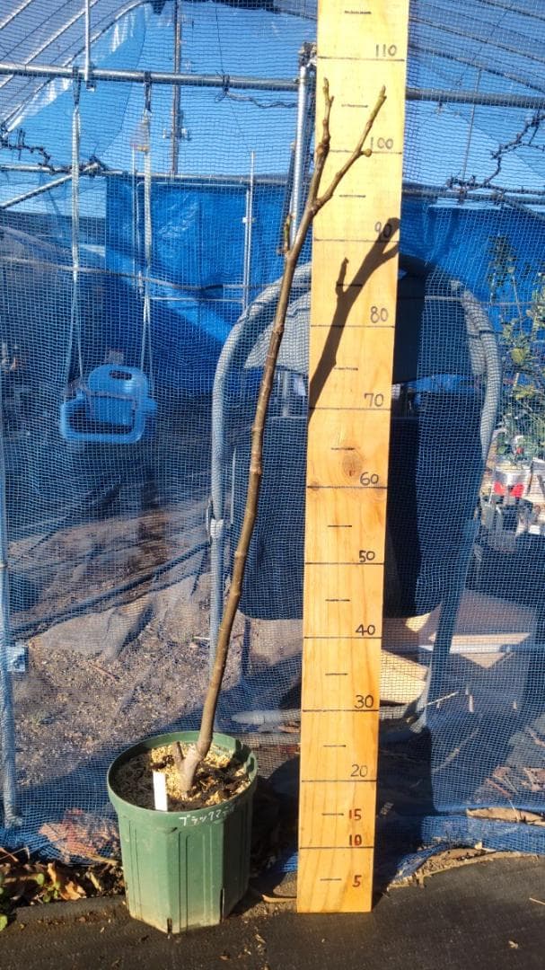 イチジク ブラックマデイラ 2年生8号鉢植えと穂木4本　 №2 イチジク ブラックマデイラ 2年生8号鉢植えと穂木4本 №2 イチジク