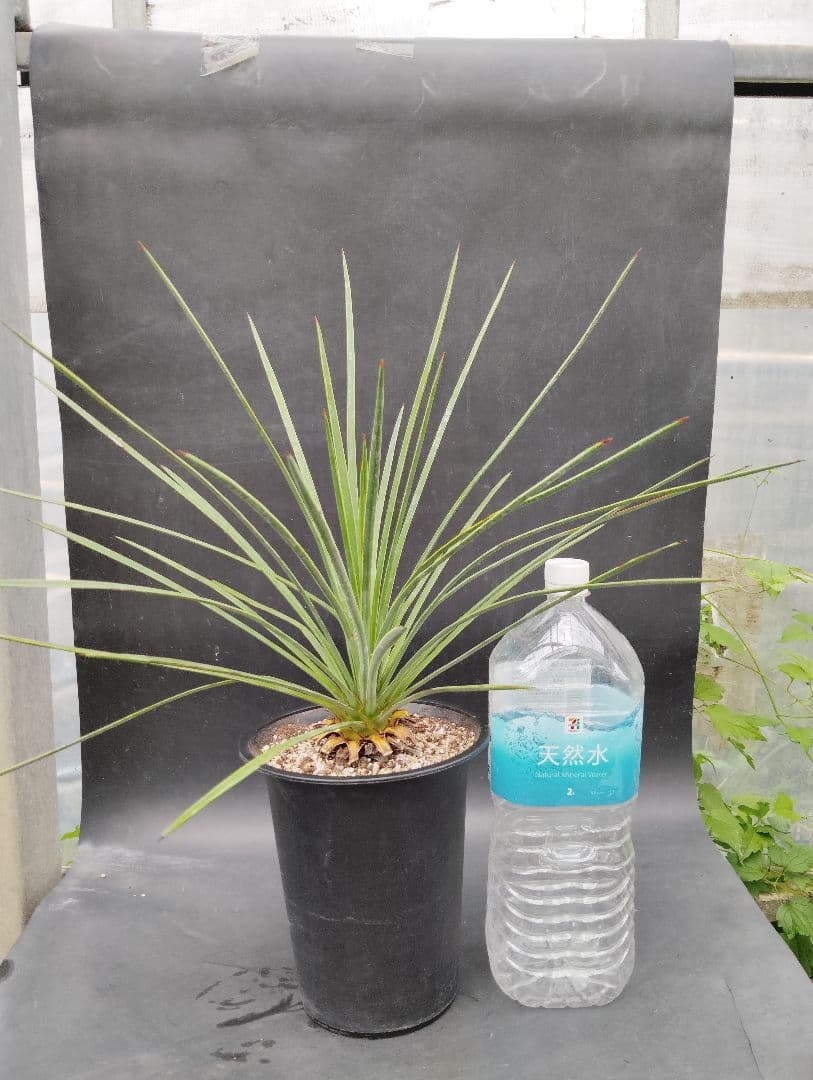 ユッカ ケレタロエンシス ワイドリーフ