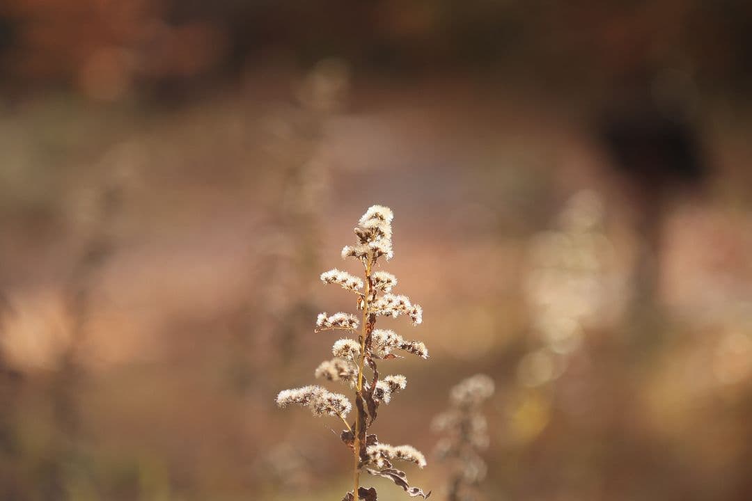 《銘玉》TAMRON SP 90mm F2.5 52BB 【光学美品】