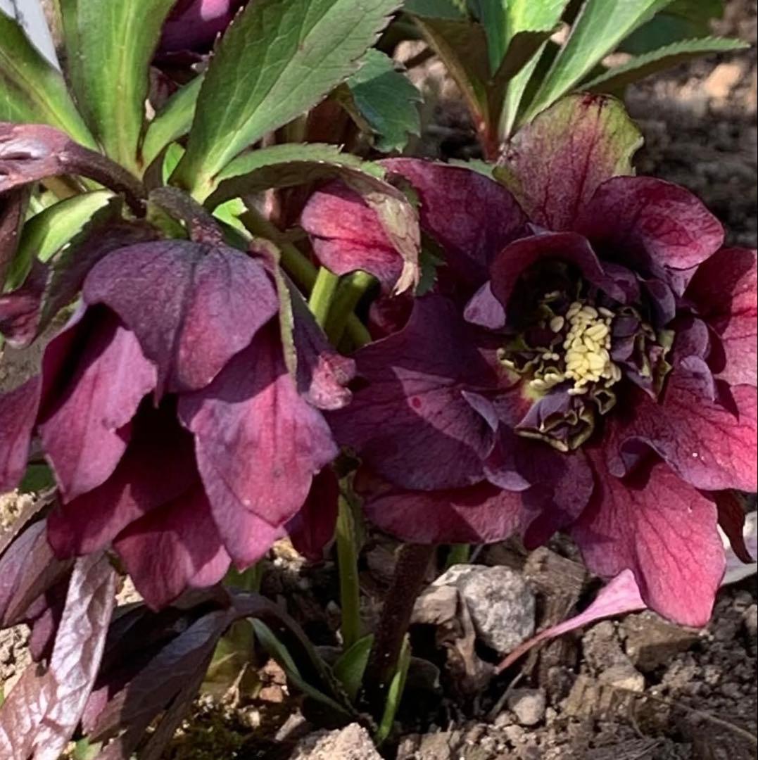 m*み様 クリスマスローズ 株分け苗 パピエ ノワールドゥ 花郷園 - メルカリ