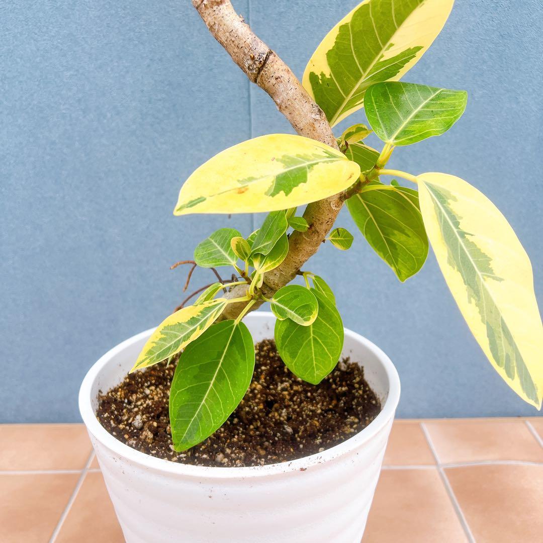 現品 フィカス ゴムの木 アルテシマ 曲り 25番 インテリアグリーン