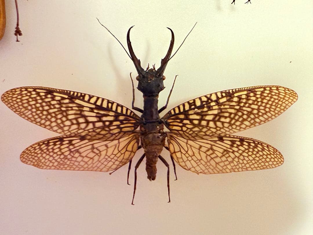 【標本】オオキバヘビトンボ　大型　野外品 標本】オオキバヘビトンボ 大型 野外品 - メルカリ