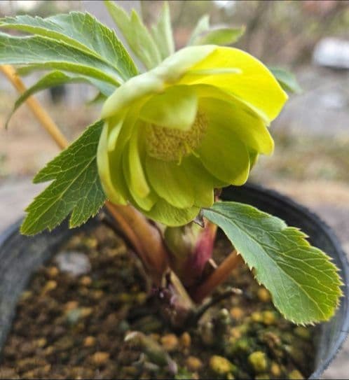 未株分 グリーニッシュオーレア 玉 ギョク クリスマスローズ 大木 大木