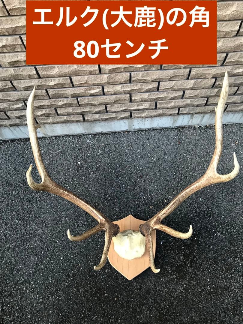 エルク　鹿の角　アカジカ　ハンティングトロフィー　ディアホーン　頭骨　骨格標本 Amazon | シカの角鹿の角頭蓋骨付雄鹿ニホンジカハンティング