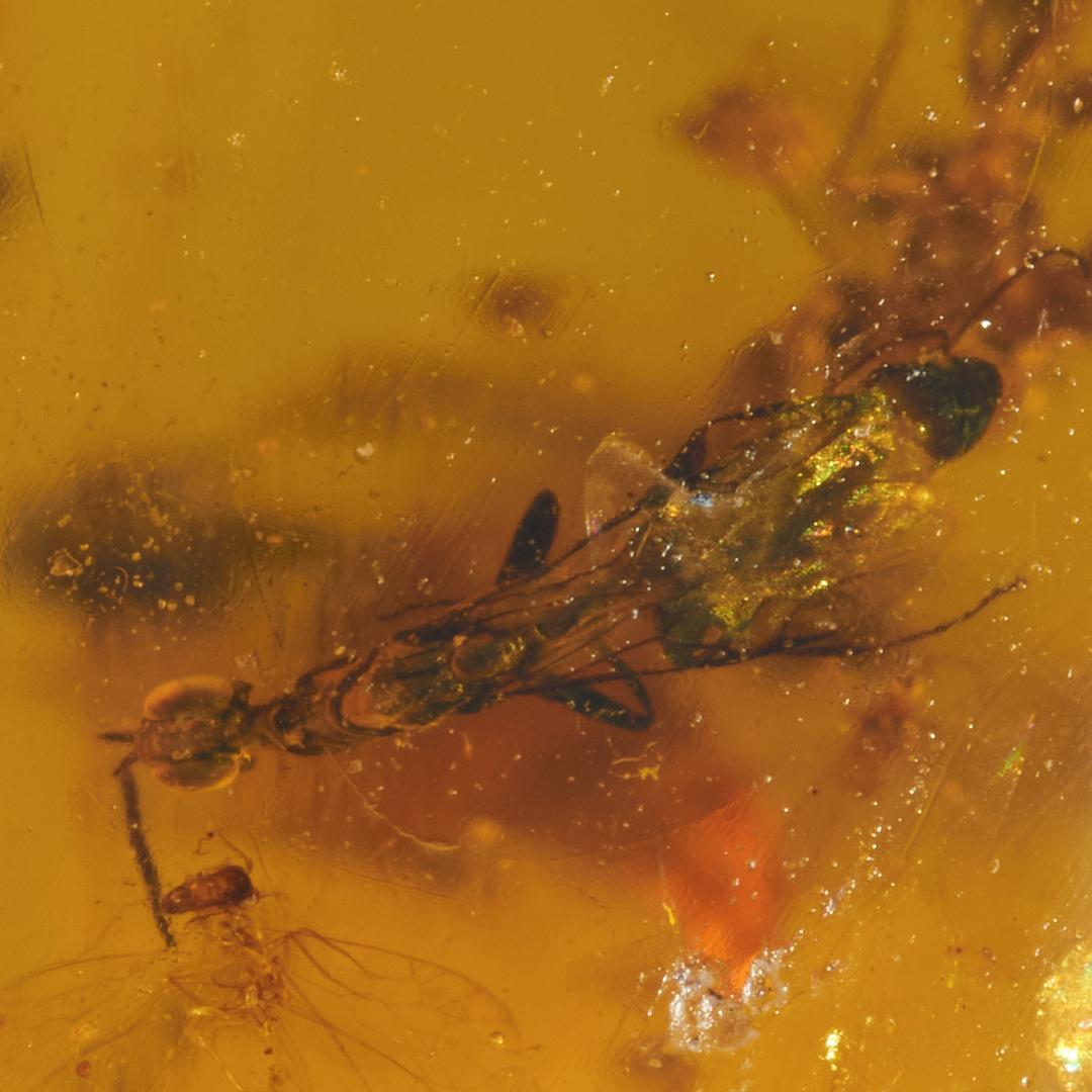 ZB360虫入り琥珀化石 ミャンマー カムティかタナイ産 9900万年前