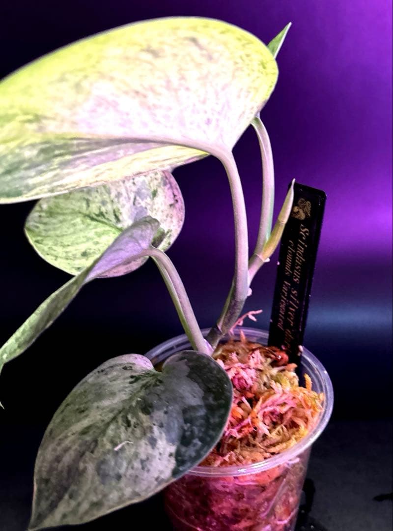 スキンダプサス 綺麗な斑入り セット F1