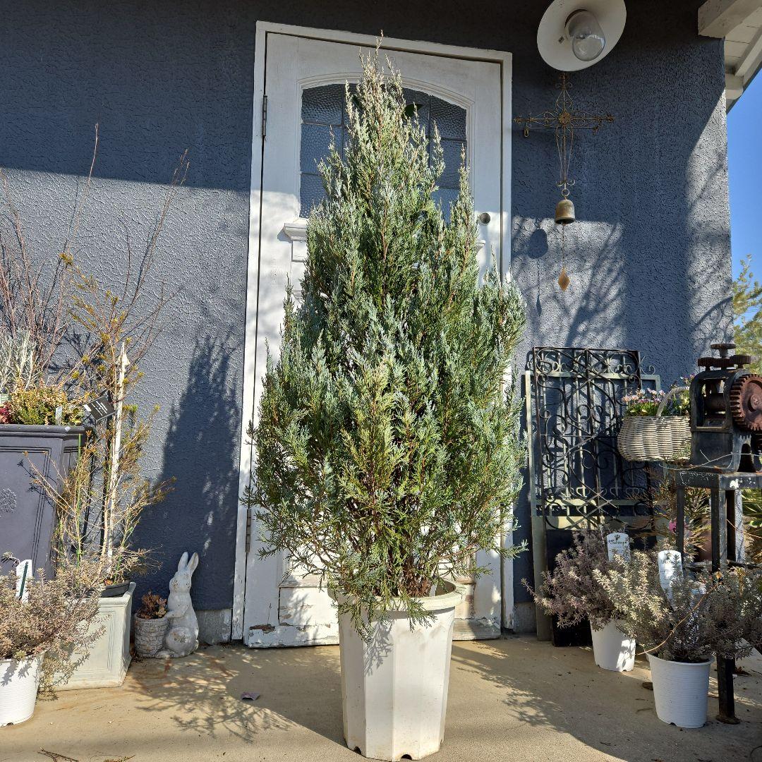 コニファー ムーングロー 10号 特大苗木最高等級 初売り‼️