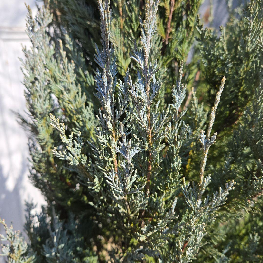 コニファー ムーングロー 10号 特大苗木最高等級 初売り‼️