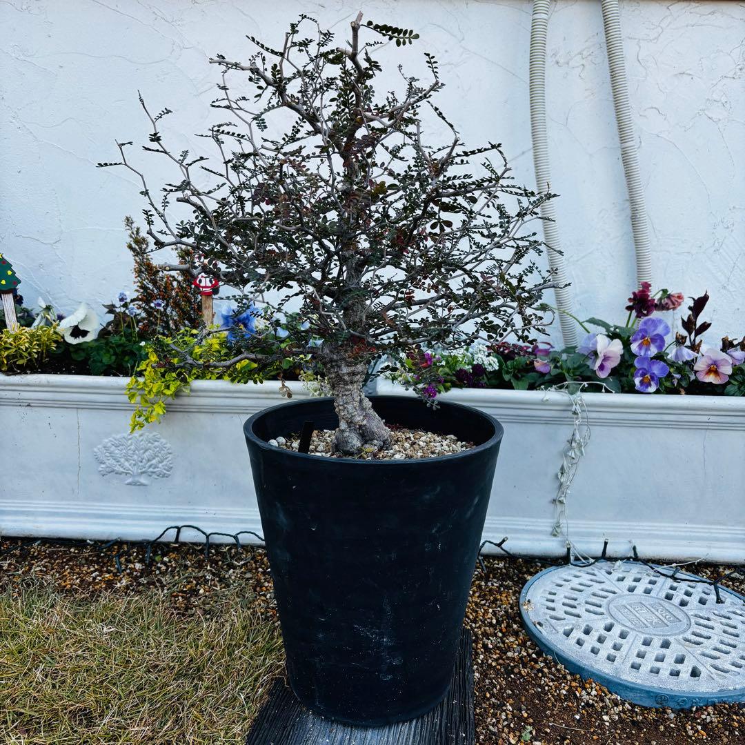 コレクション株】 大株 実生 オペルクリカリア パキプス 雄株 毎年開花