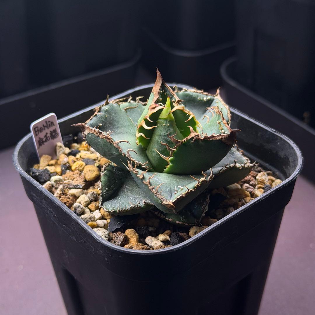 麻花龍　oc子株　アガベ　抜き苗配送　※鉢植配送希望の場合コメントください