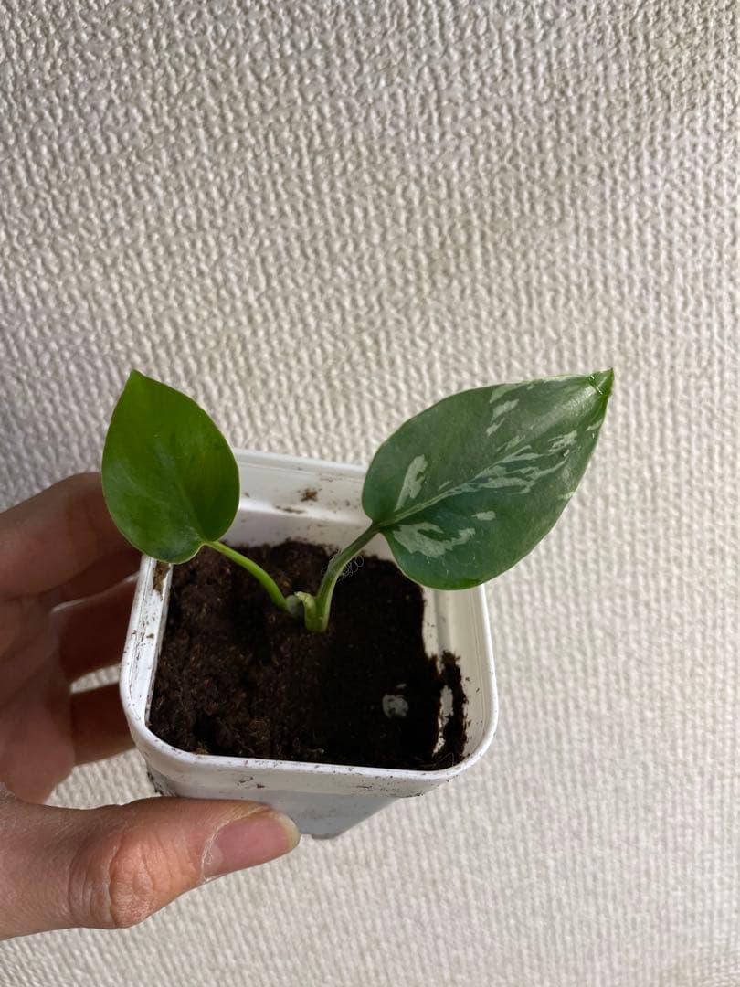 M*e様 モンステラ　デリシオーサ　バルバソー Monstera Deliciosa 'Burbasaur' モンステラデリシオーサバルバソー