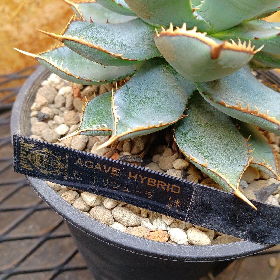 アガベ HYBRID 子株 - メルカリ