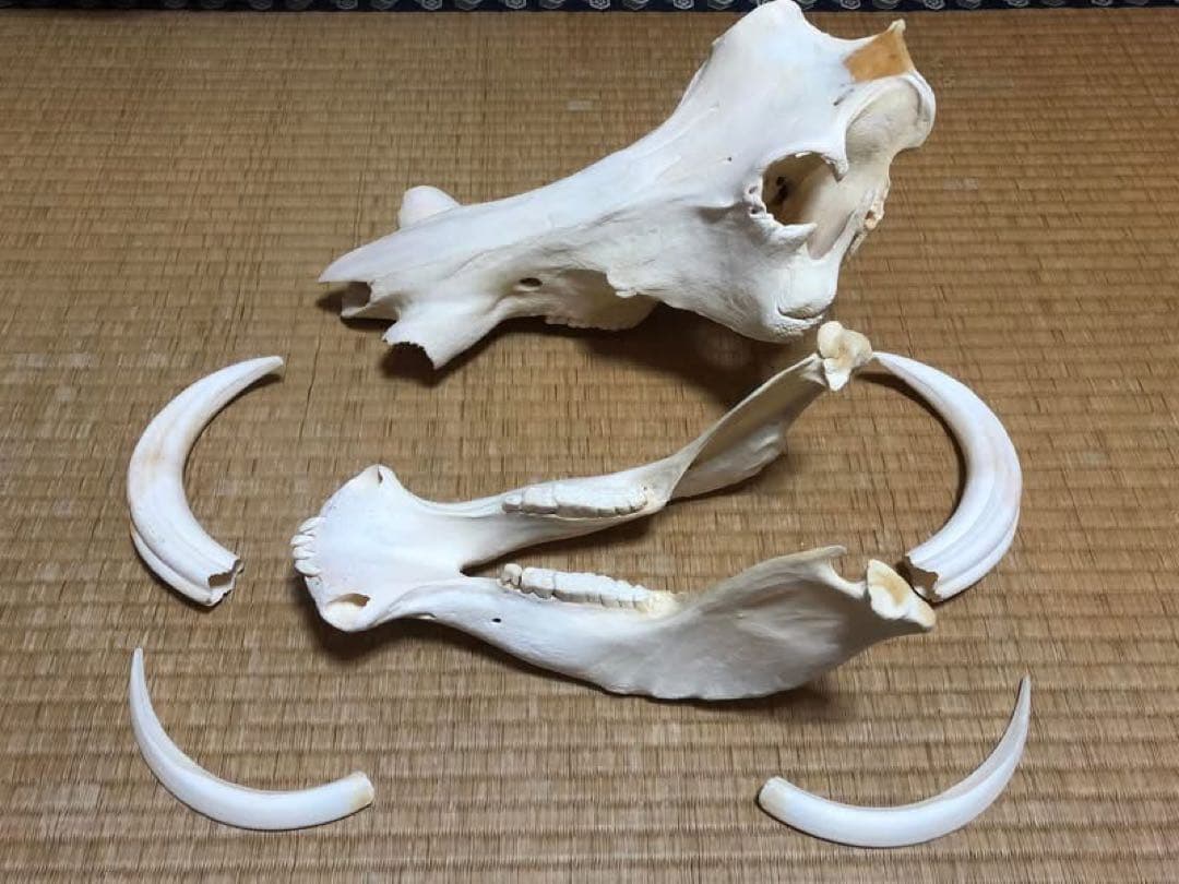 pukupiku8thunder様専用 最大級！イボイノシシの頭骨 - メルカリ