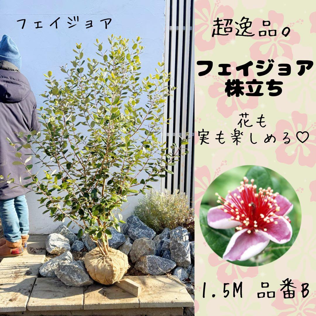 超逸品。フェイジョア株立ち1.5M(鉢底から)品番B - 常緑樹高価