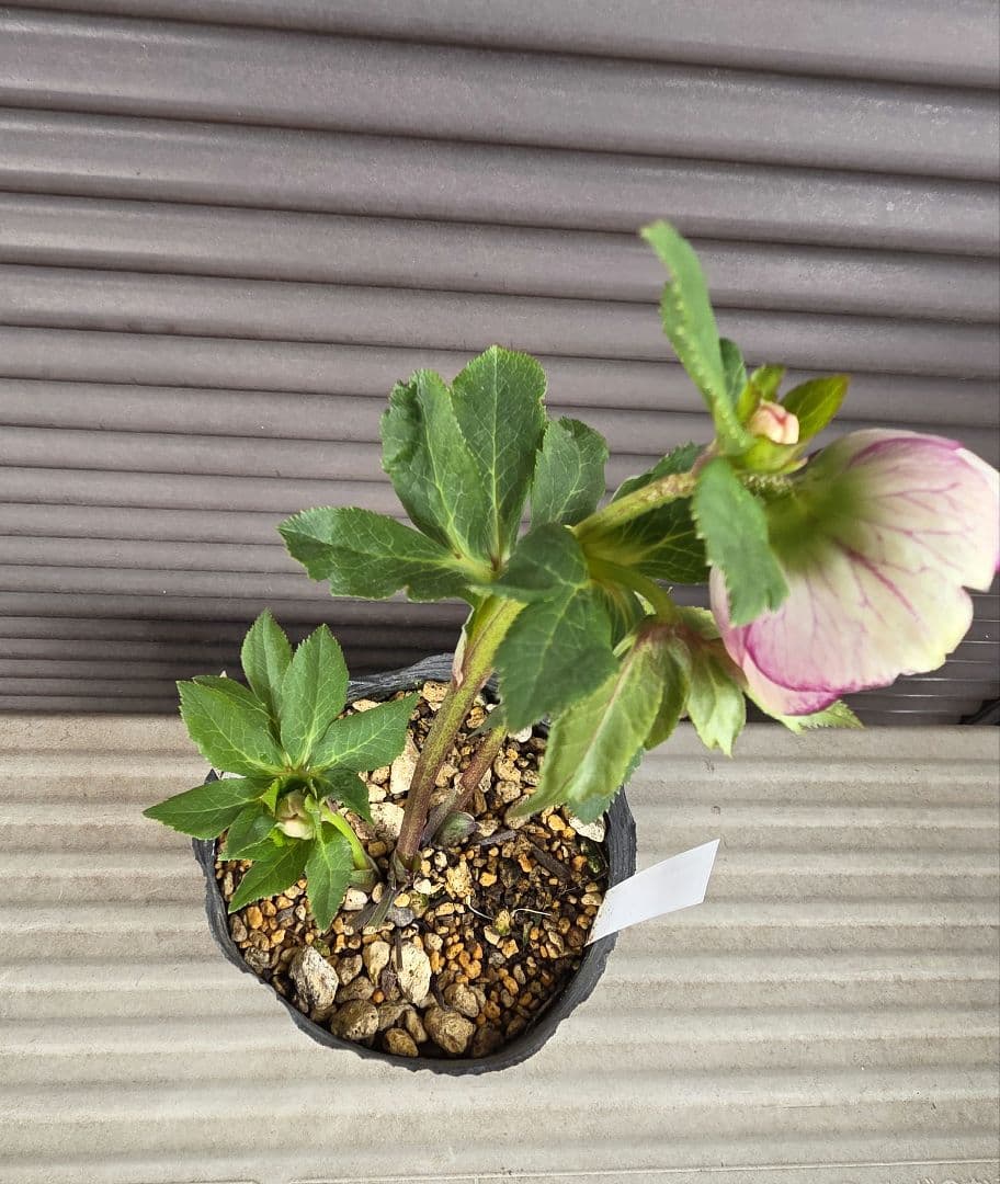 まい様お取り置き専用　加藤農園 認定　【毬姫】sd