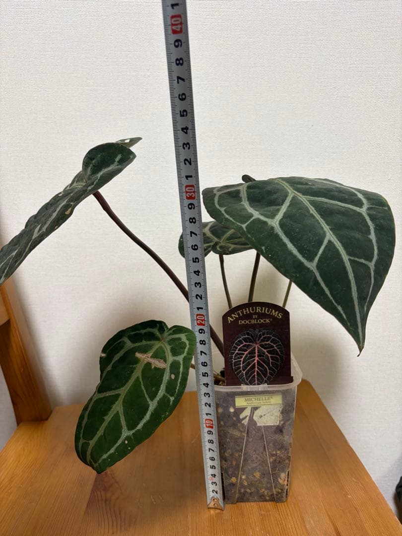 アンスリウム ミシェル ドックブロック 3.5号＊ アンスリウム ミシェル