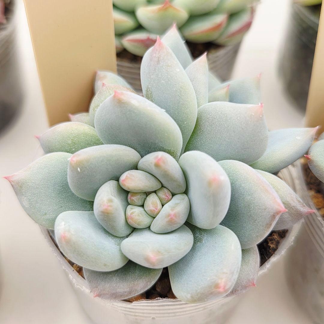 ㊹大きめ ももホイップ❣️ミニマカロン交❣️ルーフ交配❣️発根済6苗