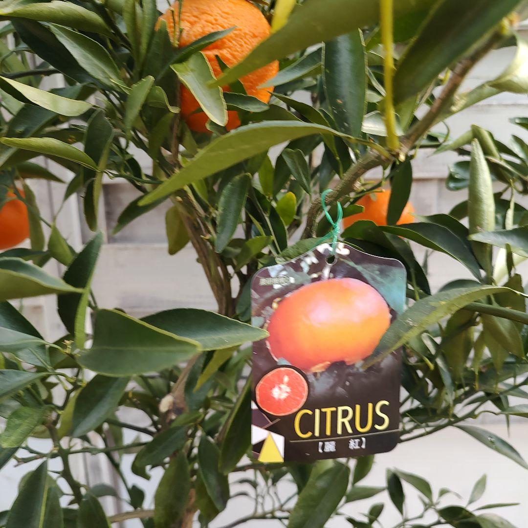 麗紅 3年生 苗木 登録品種 実つき！