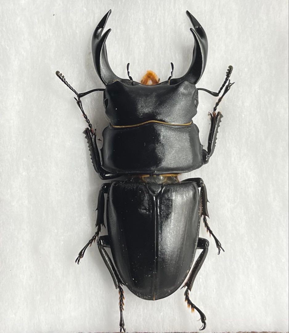 座標あり 68ミリ 野外品 オオクワガタ 三重県 ☆座標付☆ワイルド三重県産オオクワガタ68mm - メルカリ