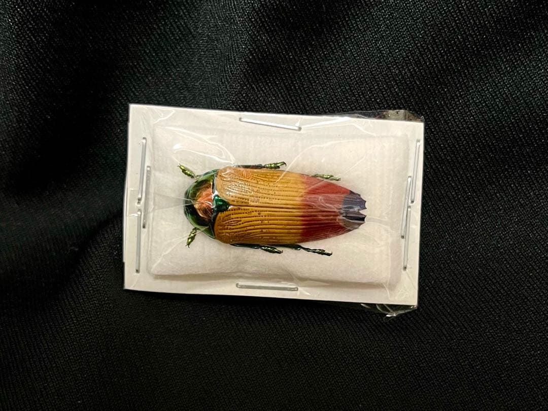 ラスト1匹のみ】珍品・ムカシタマムシの一種 標本 タマムシ 昆虫標本