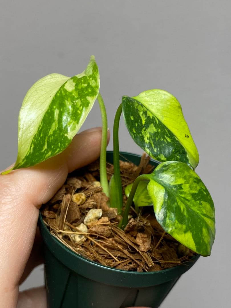超希少‼️超極斑‼️】モンステラ エレクトロライト 斑入り レア 人気