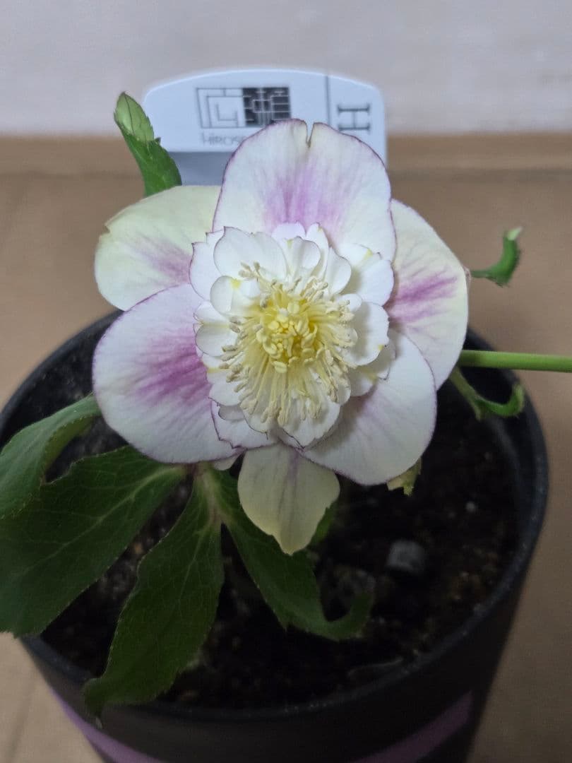 ☆広瀬園芸☆クリスマスローズ☆4.5号鉢☆ - メルカリ