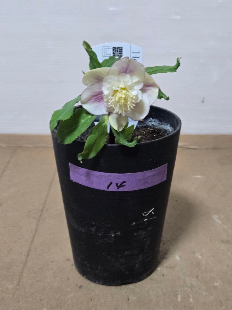 ☆広瀬園芸☆クリスマスローズ☆4.5号鉢☆ - メルカリ
