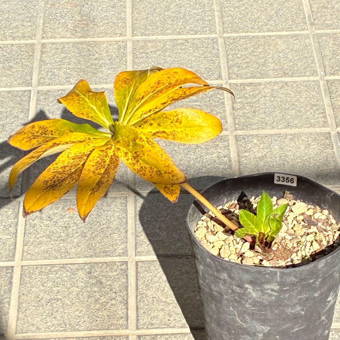 の*ん様 ☘️限定1株☘️未株分け☘️蕾付き☘️3356⭐️極上新色⭐️紅ピンク