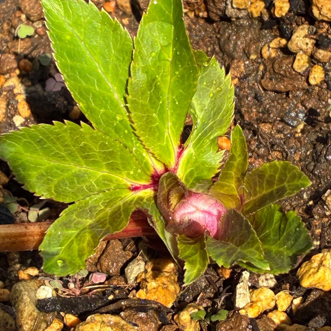 の*ん様 ☘️限定1株☘️未株分け☘️蕾付き☘️3356⭐️極上新色⭐️紅ピンク