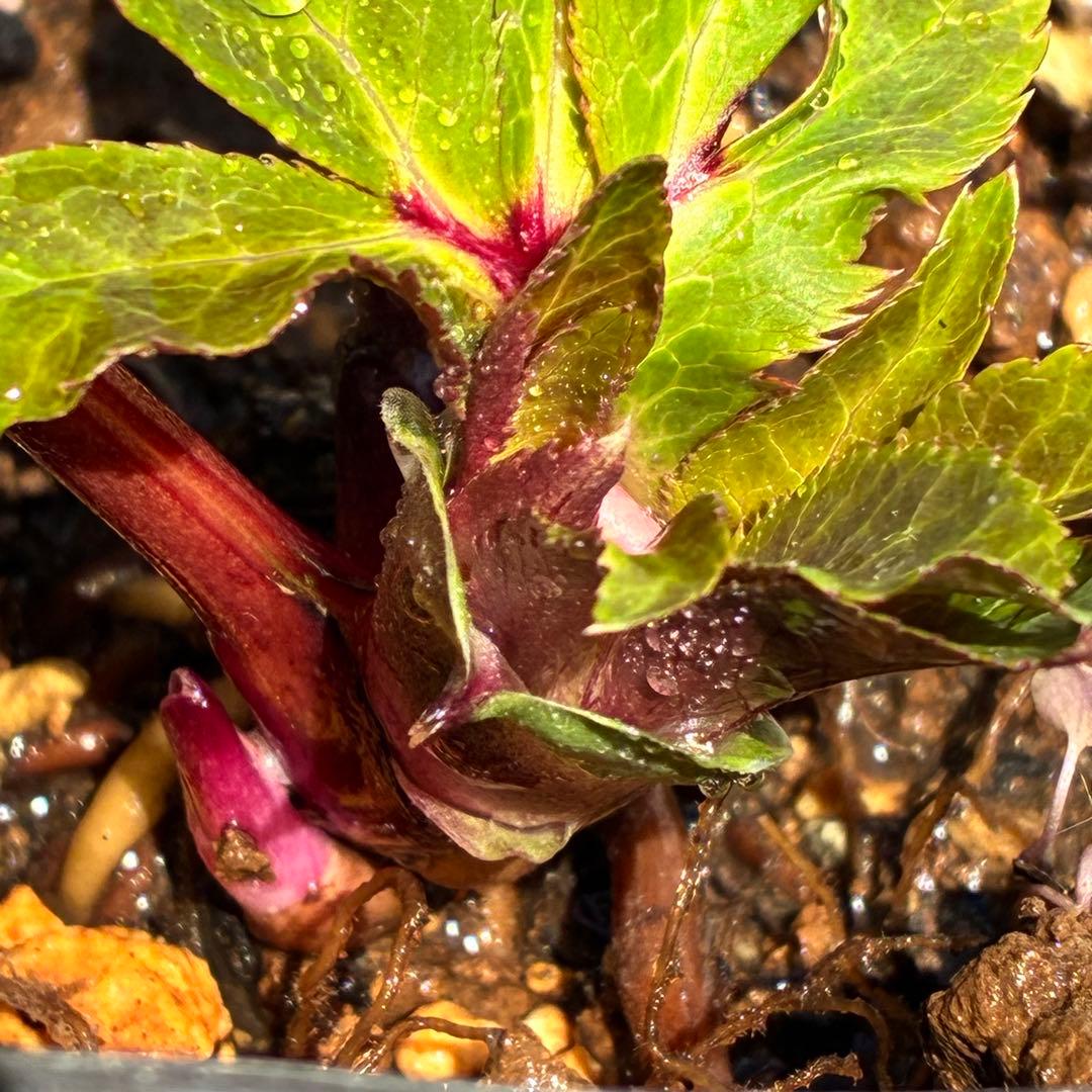 の*ん様 ☘️限定1株☘️未株分け☘️蕾付き☘️3356⭐️極上新色⭐️紅ピンク