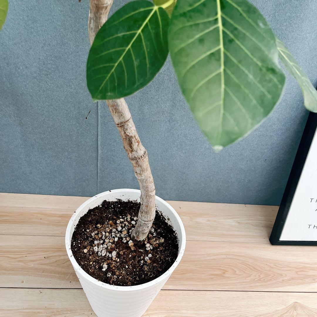 現品］【希少】86番 フィカスグランディス 8号 観葉植物 室内 大型