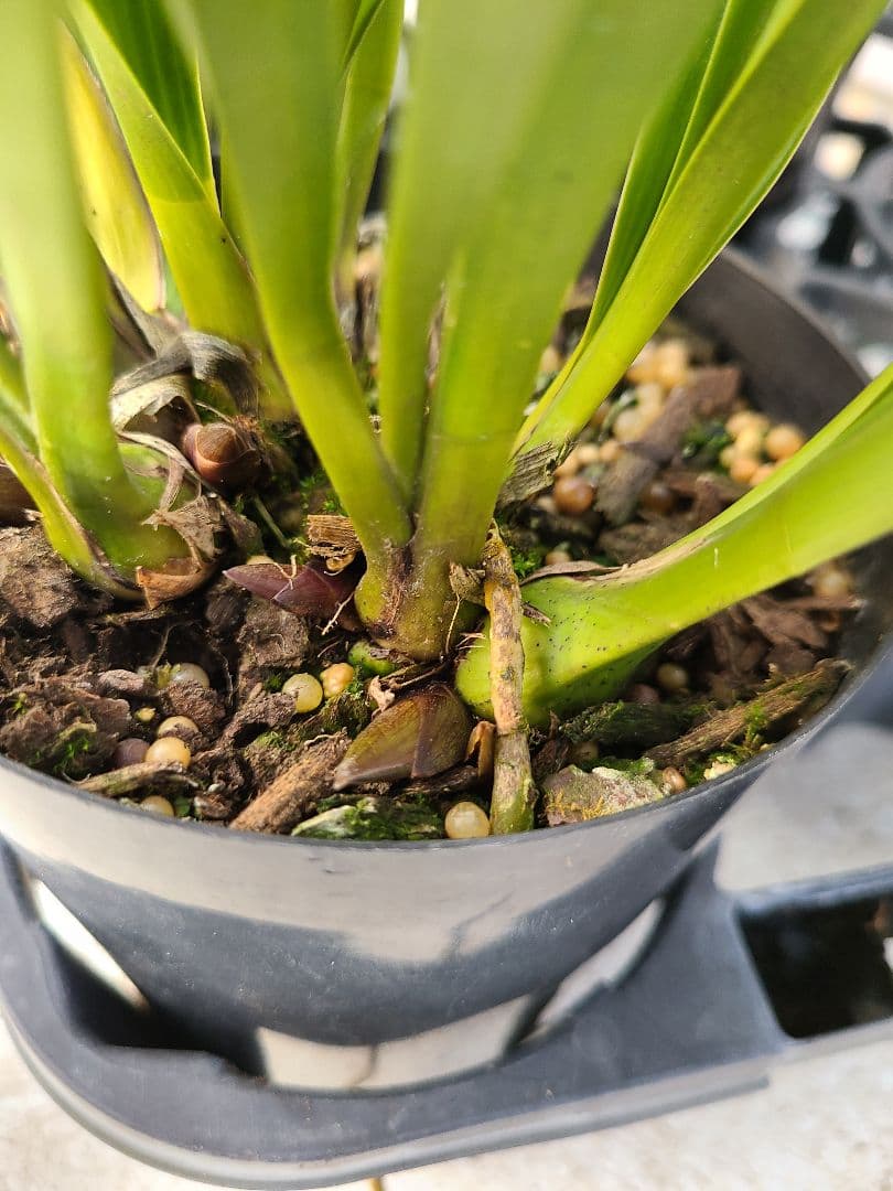 ミスマフェット。花芽合計27個。5鉢セット。蜜蜂誘引蘭。日本蜜蜂