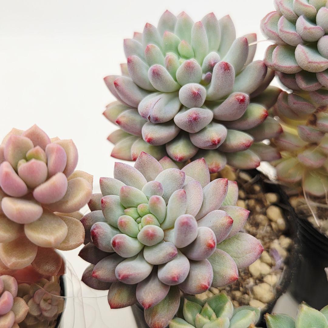 ②全15苗 つぶつぶ屋さん クラッカー❣️あられ❣️ピノチオ❣️発根済ネコポス込