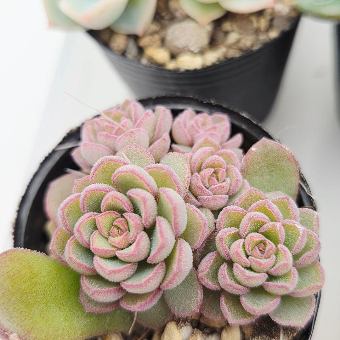 ②全15苗 つぶつぶ屋さん クラッカー❣️あられ❣️ピノチオ❣️発根済ネコポス込