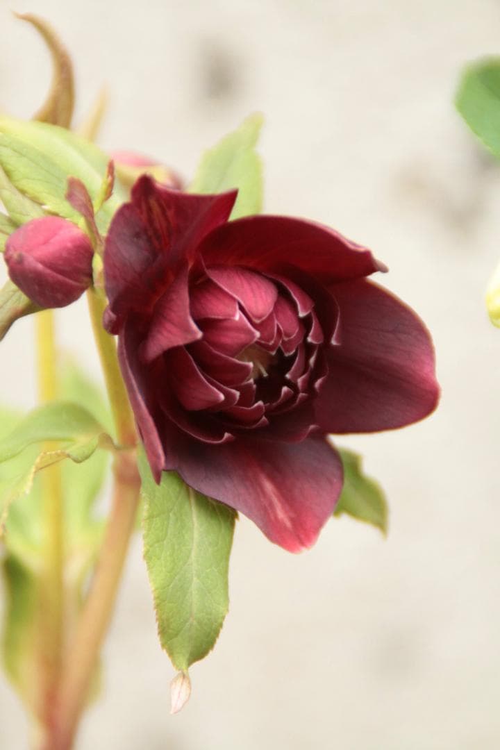 クリスマスローズ／開花株 DDレッドブラックピコティ 広瀬園芸 - メルカリ