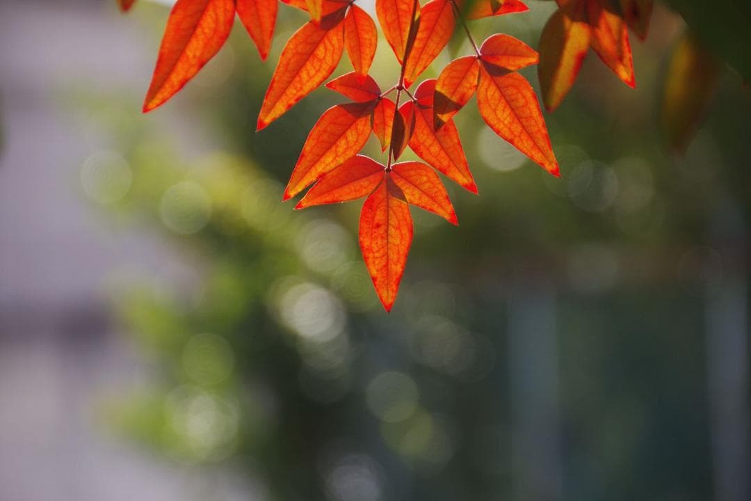 ハ*ン様 SIGMA 18-250mm F3.5-6.3 DC HSM PENT