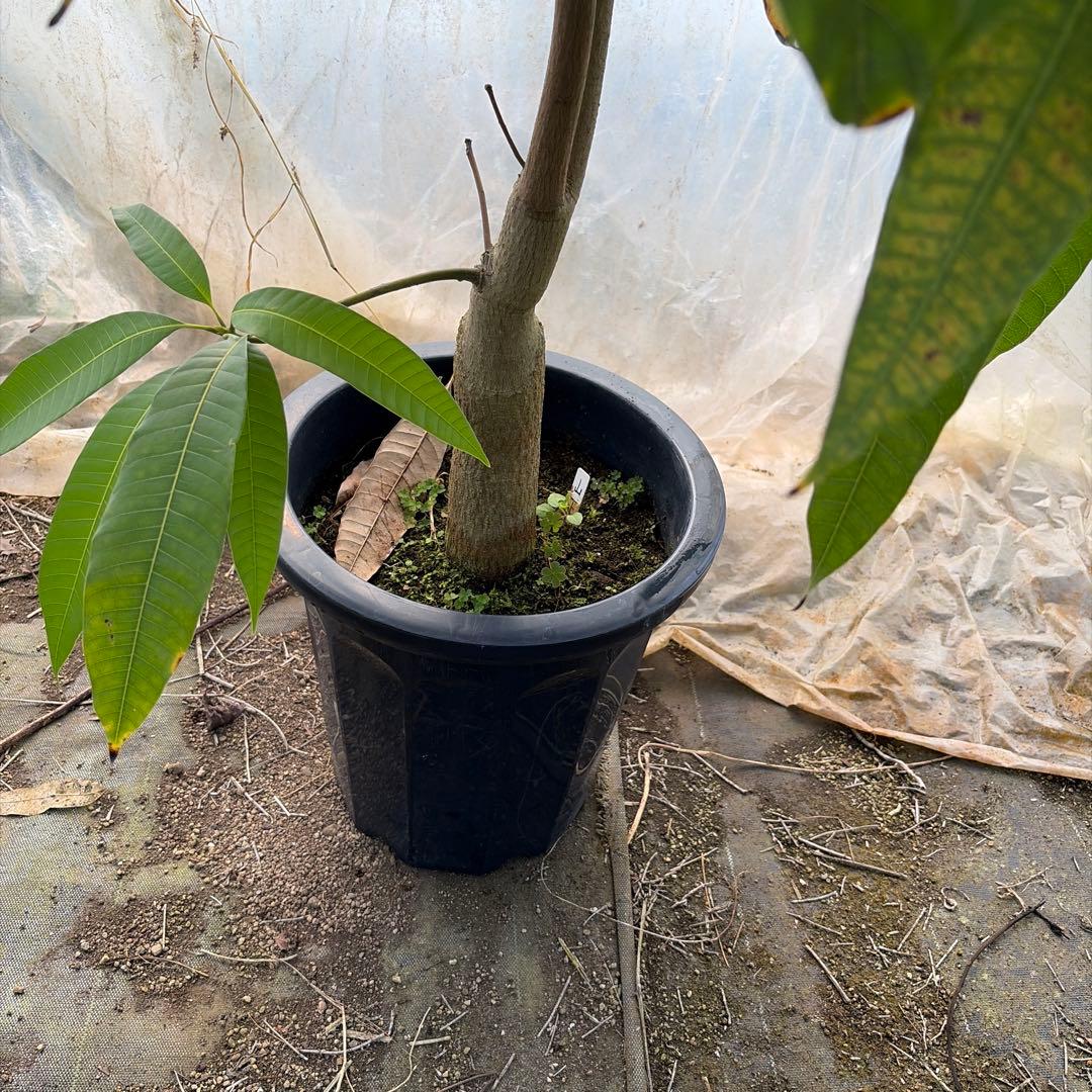 山下マンゴー　特大　10号