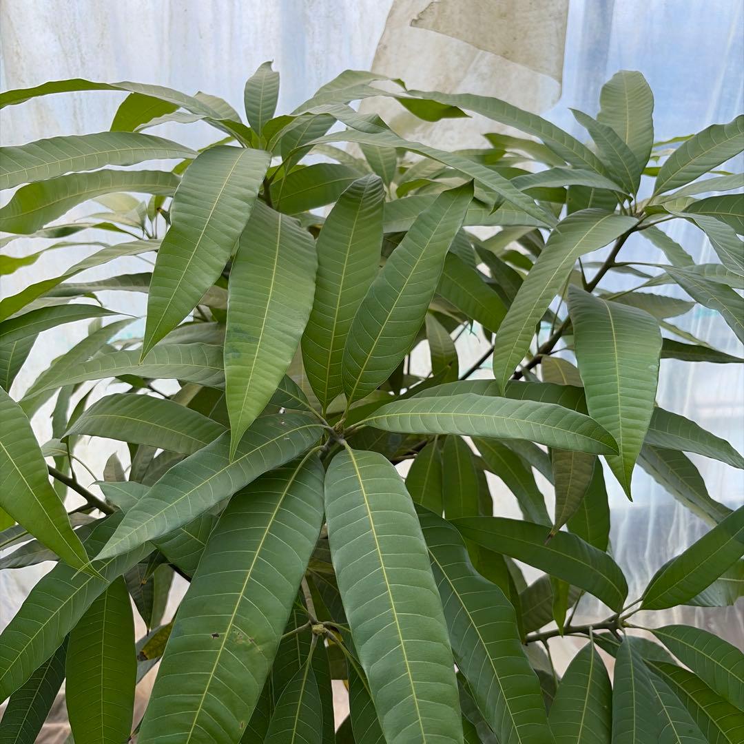 山下マンゴー　特大　10号