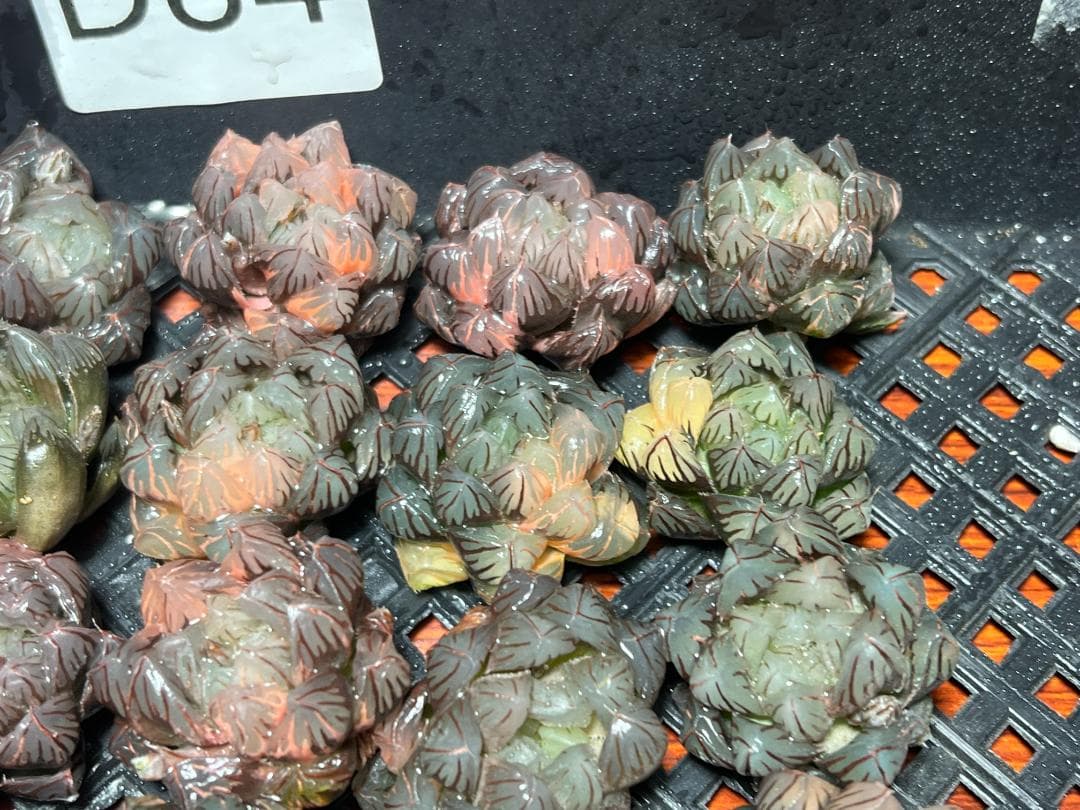 1 多肉植物 ハオルチア オブツーサ錦 水中月錦 糊斑 超美品 25株