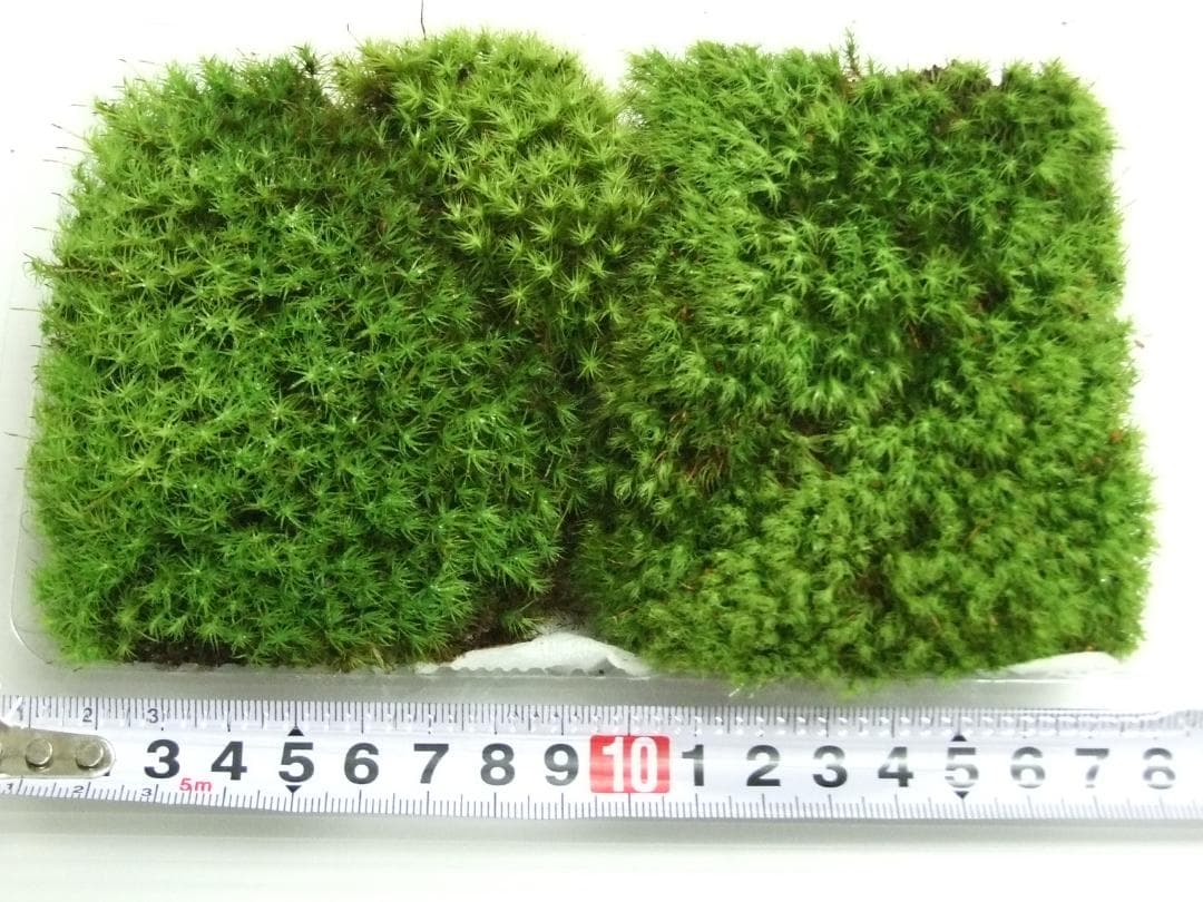 teru3様専用 コケ各種3.5トレーとカサゴケ1Pタマゴケ2P - メルカリ