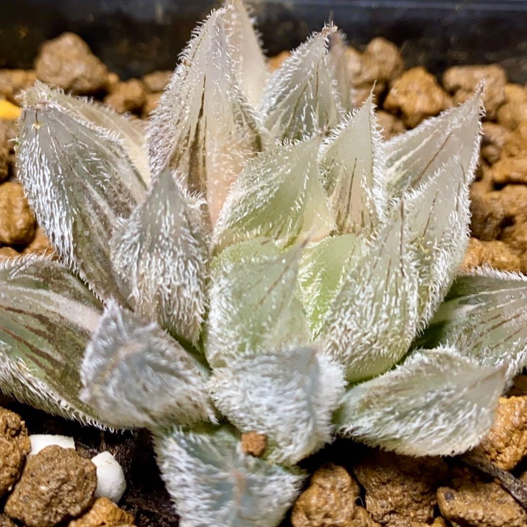 楓*中様 多肉植物 ハオルチア 白狐伝錦 極上斑 超美品 - メルカリ