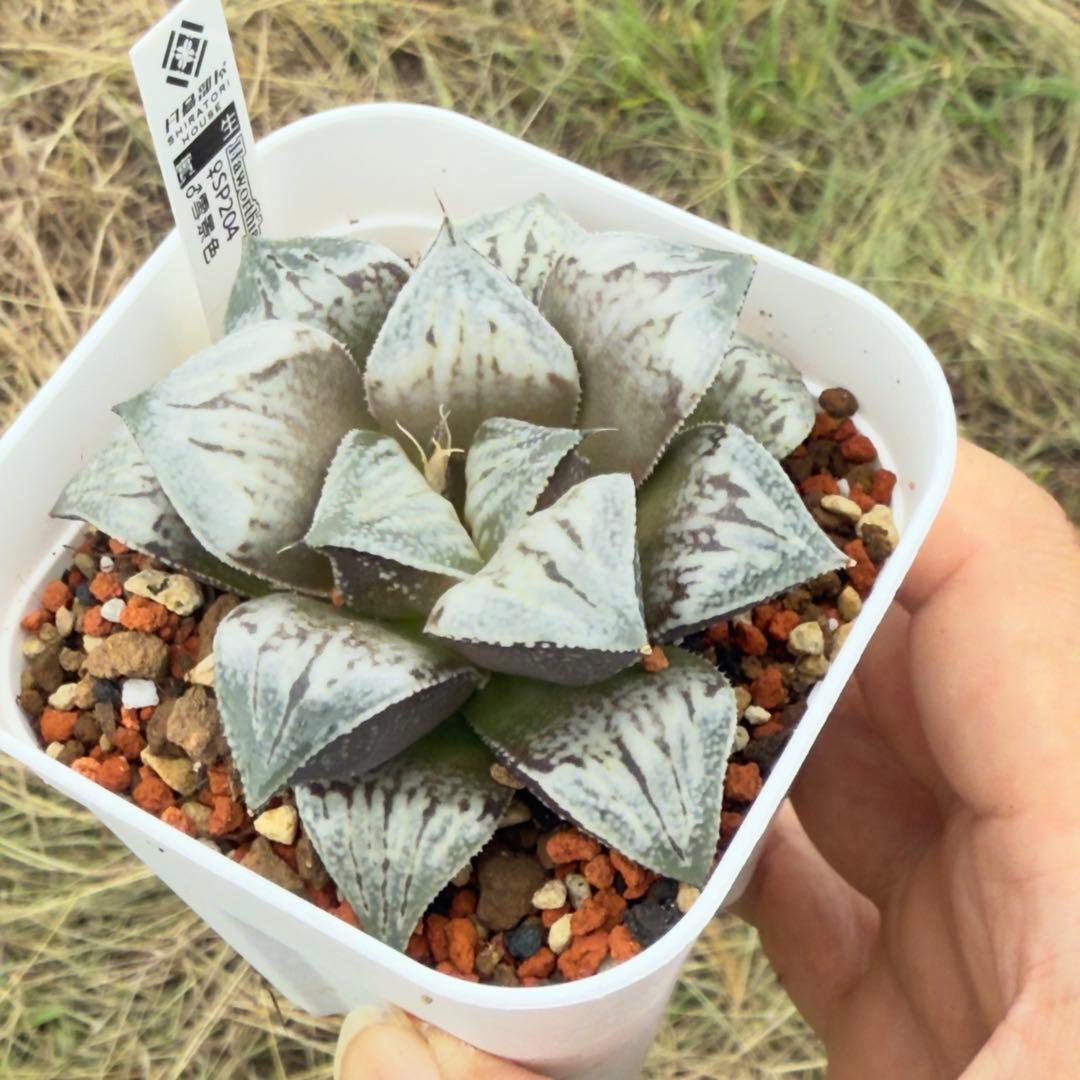 多肉植物 ハオルチア 台湾実生3(白鳥部屋) - メルカリ