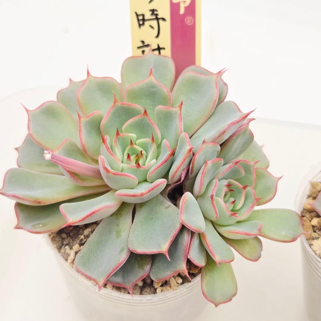 ⑲大きめ苗! そわそわ❣️青鬼❣️龍鱗蓮華❣️おらいさん発根