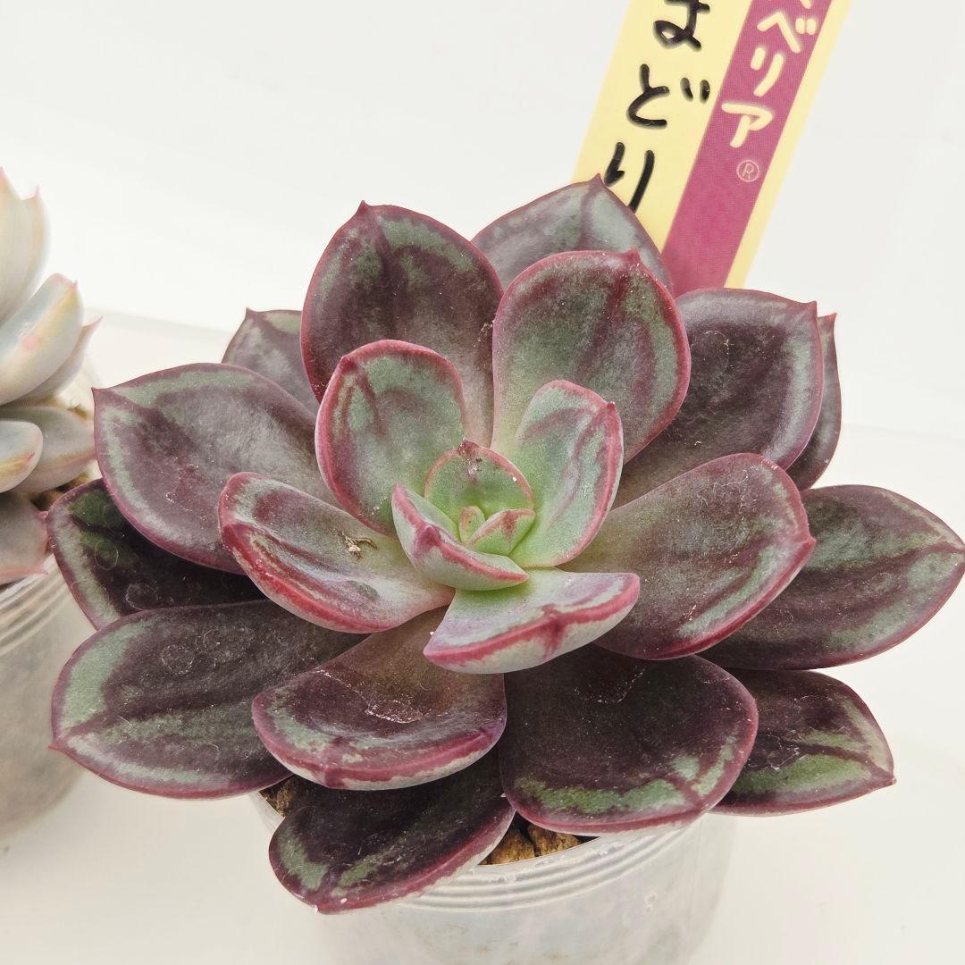 ⑲大きめ苗! そわそわ❣️青鬼❣️龍鱗蓮華❣️おらいさん発根