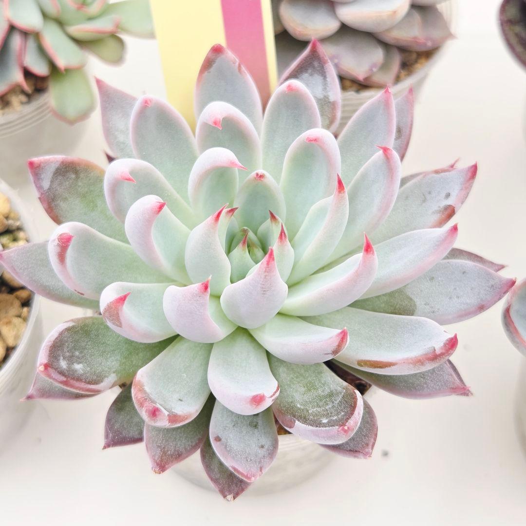 ⑲大きめ苗! そわそわ❣️青鬼❣️龍鱗蓮華❣️おらいさん発根