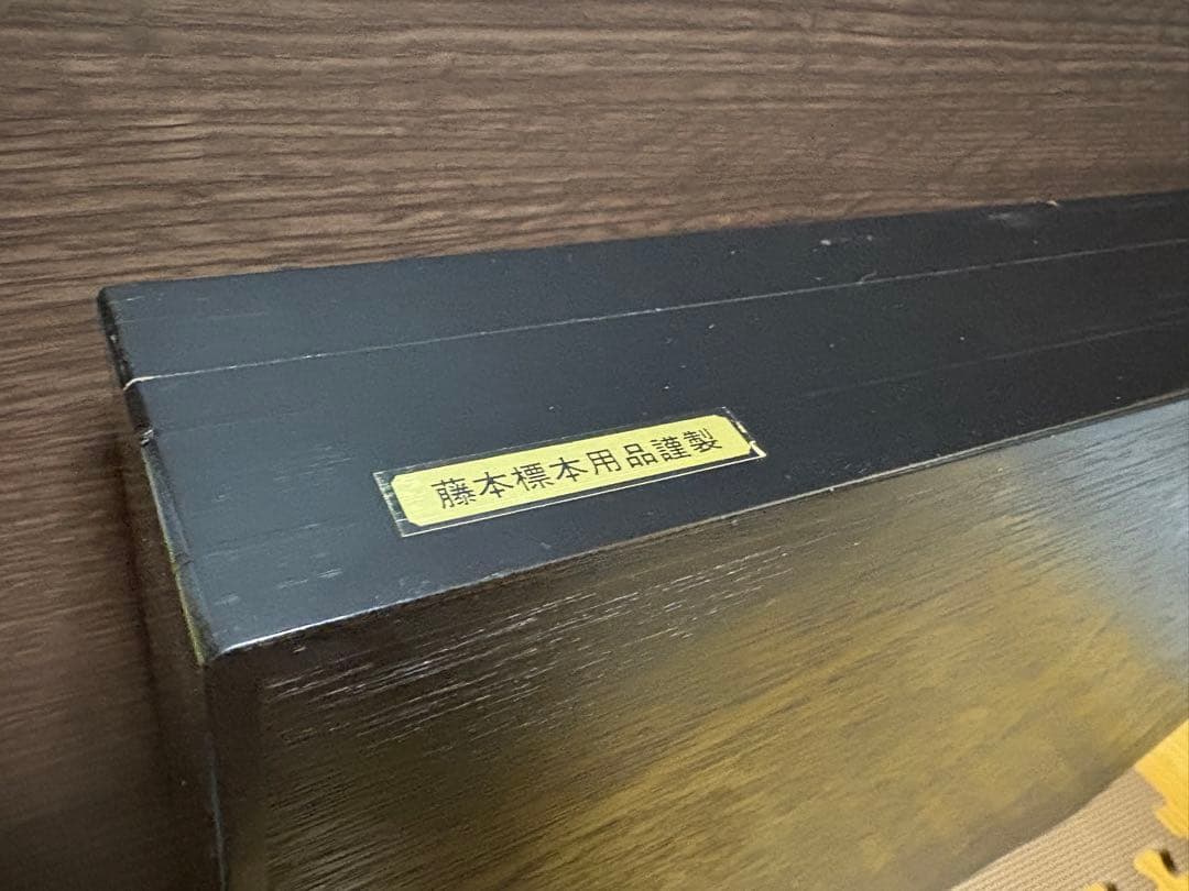 藤本標本用品製 ドイツ箱 標本箱 大型 - 標本用品オリジナル