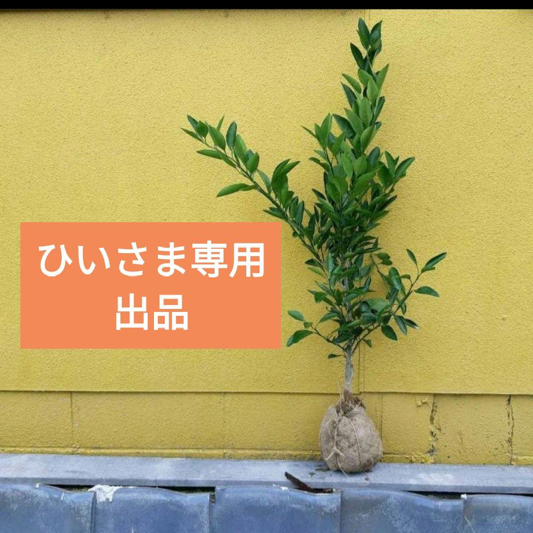 ひいさま専用出品 金象 ステン 片手ねじり鎌 ｜金象印の公式通販サイト【金象本舗】