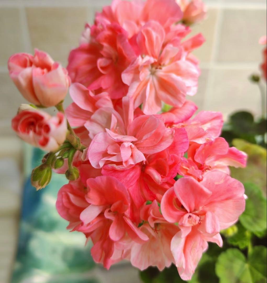 mnpb 日本初海外品種ゼラニウム 希少ゼラニウム - メルカリ