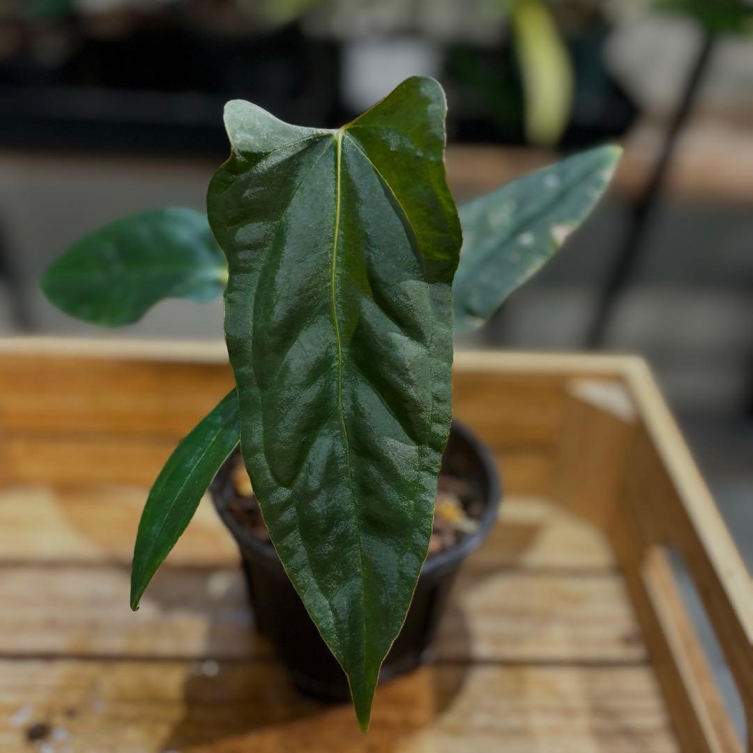 K*N様 33 アンスリウム　ポルティラエ×パピリラミナムRL 33 アンスリウム ポルティラエ×パピリラミナムRL - メルカリ