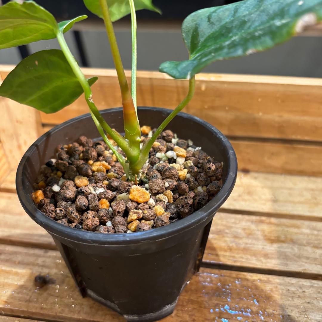 33 アンスリウム ポルティラエ×パピリラミナムRL - メルカリ